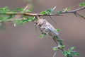 Indian Cicada Insect on thorny tree Royalty Free Stock Photo