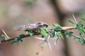 Indian Cicada Insect on thorny tree Royalty Free Stock Photo