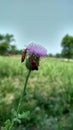 Indian climate insect sitting on spine flower for survive looking beautiful. Kushinagar