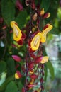 Indian clock vine, Thunbergia mysorensis Royalty Free Stock Photo