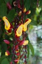 Indian clock vine, Thunbergia mysorensis Royalty Free Stock Photo