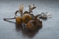 Indian cluster fig on a wooden surface.