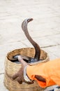 Indian Cobra and charmer hand Royalty Free Stock Photo