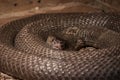 Indian cobra Naja naja coiled in terrarium Royalty Free Stock Photo