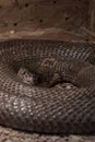 Indian cobra Naja naja coiled in terrarium Royalty Free Stock Photo