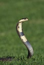 Indian Cobra, naja naja, Venemous Specy