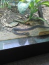 Indian Cobra Snake in the Glass Enclosure