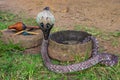 Indian Cobra Royalty Free Stock Photo