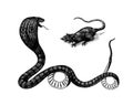 Indian cobra. Spectacled or Asian or binocellate. Venomous snake Reptilia illustration. Engraved hand drawn in old