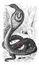 Indian Cobra or Spectacled Cobra or Naja naja vintage engraving