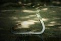 Indian cobra venom snake wallpaper