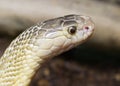 Indian Cobra (white form)