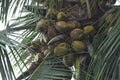 Indian coconut palm tree with so many coconuts Royalty Free Stock Photo