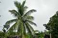 Indian coconut tree in a village