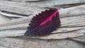 Indian Coleus leaf with bamboo dry leafs Royalty Free Stock Photo