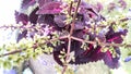 Indian coleus plant in garden.