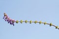 Indian Coleus, Plectranthus barbatus, Coleus forskohlii, flower