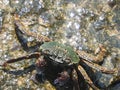 Indian Colouful Crabs in itit'own mood