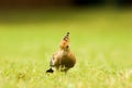 Indian commin hoopoe Royalty Free Stock Photo