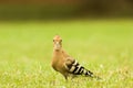 Indian commin hoopoe Royalty Free Stock Photo