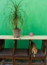 Indian common cat with Pampas Grass With Sandy White Blooms Royalty Free Stock Photo