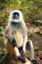 Indian common Gray langur or Hanuman langur monkey eating in Ranthambore national park, Rajasthan, India