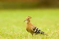 Indian commin hoopoe Royalty Free Stock Photo