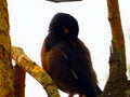 Indian Common myna bird with sky background