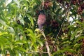 Indian Common Myna