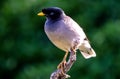 Indian Common Mynaa early morning on Tree & x27;Selective Focus