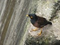 Indian Common Mynah Kabar - Acridotheres Tristis