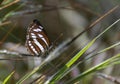 Indian Common Sailor Neptis hylas varmona Butterfly