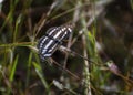 Indian Common Sailor Neptis hylas varmona Butterfly