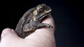 Indian common toad close up showing colourful eyes and bumpy skin