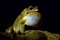 Indian common toad mating call