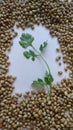 Indian coriander leaves or cilantro with coriander seeds. Royalty Free Stock Photo