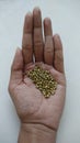 Indian coriander seeds or cilantro seeds. Royalty Free Stock Photo