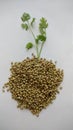 Indian coriander seeds with coriander leaves or cilantro. Royalty Free Stock Photo