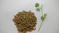 Indian coriander seeds with coriander leaves or cilantro. Royalty Free Stock Photo