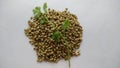 Indian coriander seeds with coriander leaves or cilantro. Royalty Free Stock Photo