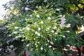 Indian cork tree flowers