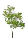 Indian cork tree (Millingtonia hortensis Linn.f).