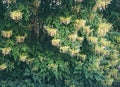 Indian Cork Tree studded with White Flowers - Millingtonia Hortensis - Greenery and Forest