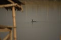 an indian cormorant bird swimming in the pond with blurry foreground