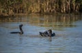 Water splashing Cormorants Royalty Free Stock Photo