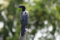 Indian cormorant Royalty Free Stock Photo