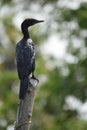 Indian cormorant Royalty Free Stock Photo