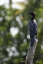 Indian cormorant Royalty Free Stock Photo