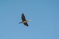 Indian Cormorant Flying