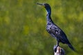 Indian cormorant known, Madu river, Sri Lanka Royalty Free Stock Photo